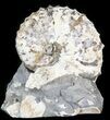 Discoscaphites Gulosus Ammonite - South Dakota #44062-1